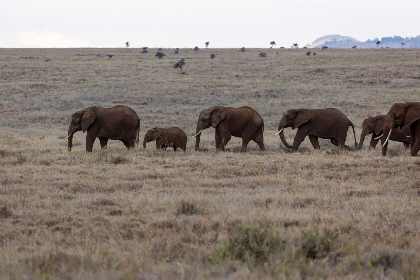 探索球速体育的未来发展趋势与市场潜力分析